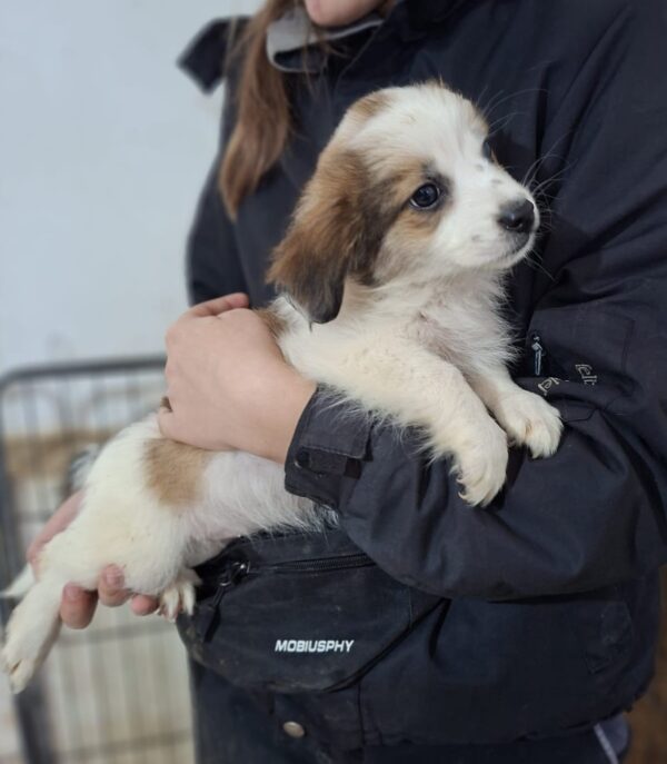 LILLY-ROSE (♀) - reserviert Tierhilfe Lebenswert DR 20.10.25 – Bild 2