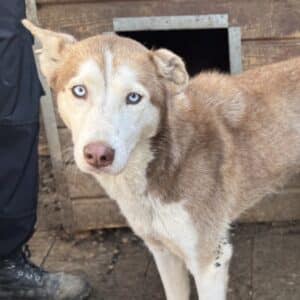 CHI-LA (♀) - ausgereist zur Tierhilfe Lebenswert DR 27.03.26