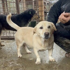 LITTLE HUNTER (♂) - Notfall - kleiner Senior mit Hinterhandproblemen