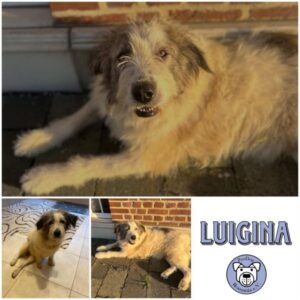LUIGINA (LUIGI) - Gnadenplatzhund seit dem 01.11.2025 - RBB 02/2026