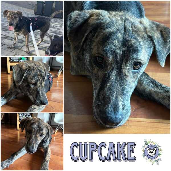 CUPCAKE (♂) in 66265 Heusweiler- vermittelt