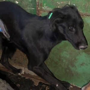 TARZAN (♂) - Seelischer Notfall - völlig resigniert - zu dünn - sollte zeitnah reisen!