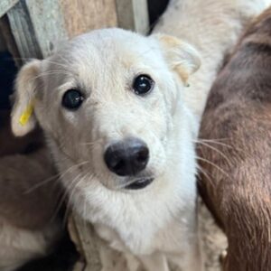 SNOWFLAKE (♀) - ausgereist zur Tierhilfe Lebenswert DR 28.11.25