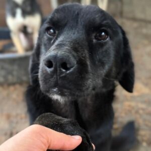 LORE (♀) - ausgereist zur Tierhilfe Lebenswert DR 28.11.25