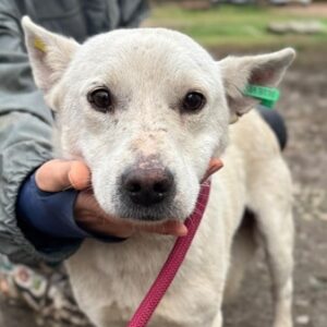 HÜBI (♂) - ausgereist zur Tierhilfe Lebenswert DR 28.11.25