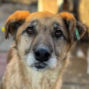 MORINA (♀) -  ausgereist zur Tierhilfe Lebenswert DR 30.01.26