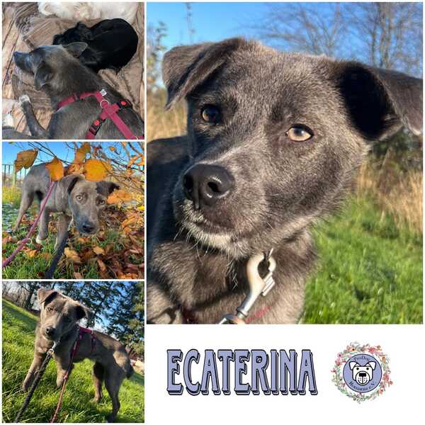 ECATERINA (♀) in 32791 Lage - vermittelt