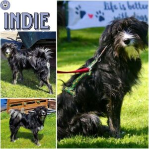 INDIE (♀) in 37539 Bad Grund im Harz
