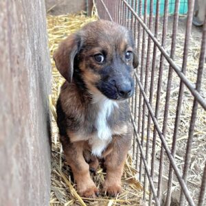 NINO (♂) - vor Ort vermittelt (12/25)