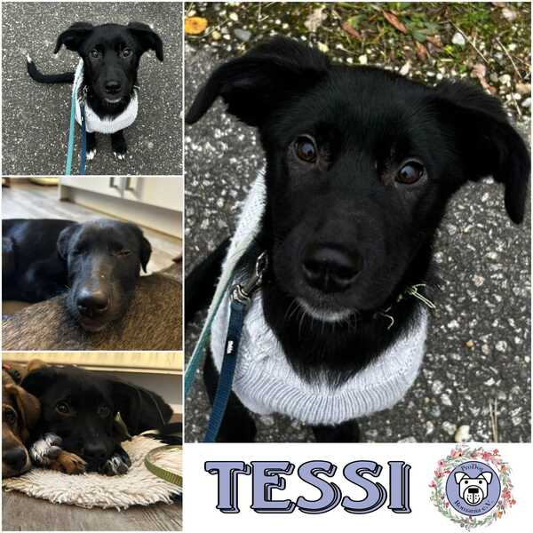 TESSI (♀) in 93102 Pfatter - vermittelt