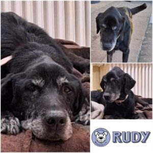 RUDY - Gnadenplatzhund seit dem 20.09.2025 - RBB 01/2026