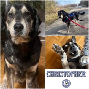 CHRISTOPHER - Gnadenplatzhund seit dem 06.12.2025