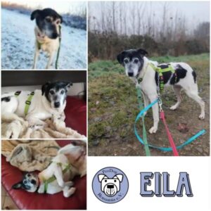 EILA (♀) Gnadenplatzhund seit dem 29.11.2025 - vermittelt
