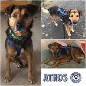 ATHOS - Gnadenplatzhund seit dem 15.11.2025 - vermittelt