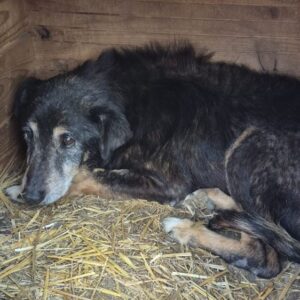 BUTZ (♂) - müder Senior, Hautprobleme