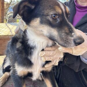 MAGGIE (♀) - ausgereist zur Tierhilfe Lebenswert DR 09.01.26
