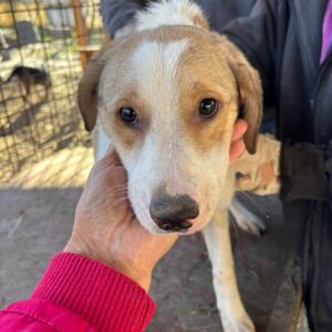 TOBY (♂) - ausgereist zur Tierhilfe Lebenswert DR 09.01.26