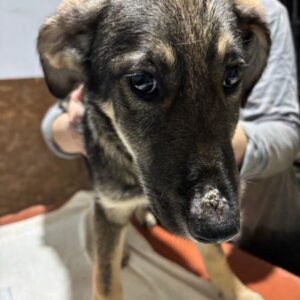 ROSALY (♀) - ausgereist zur Tierhilfe Lebenswert DR 28.12.25