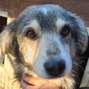 NIKO (♂) - NOTFALL - extrem dünn, große Bisswunde! – ausgereist zur Tierhilfe Lebenswert DR 09.01.26