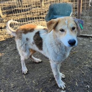 OISIN (♂) - ausgereist zu Tiere in Not Odenwald e.V. (PM)