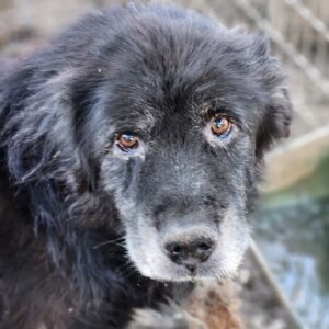 DIGIT (♂) - vermittelt MH