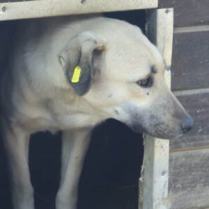 IBSEN (♂) - Notfall - extreme Schwellung am Penis