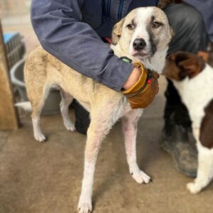 SHANIA (♀) - Hautprobleme in Behandlung, Bissverletzung, etwas zu dünn (03/26) - reserviert TH Koblenz (AL 22.04.)