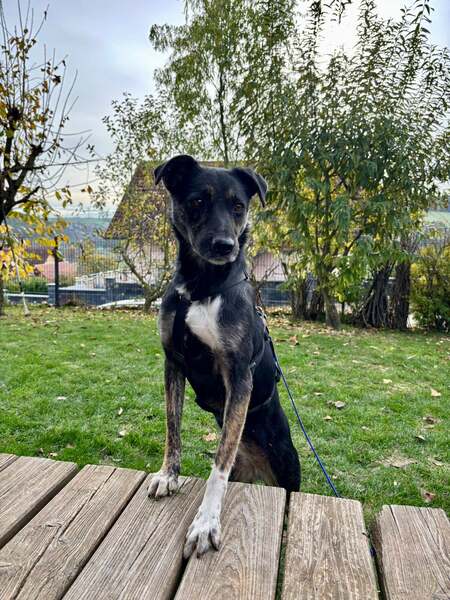 MINOU (♀) in 97953 Königheim - vermittelt – Bild 9