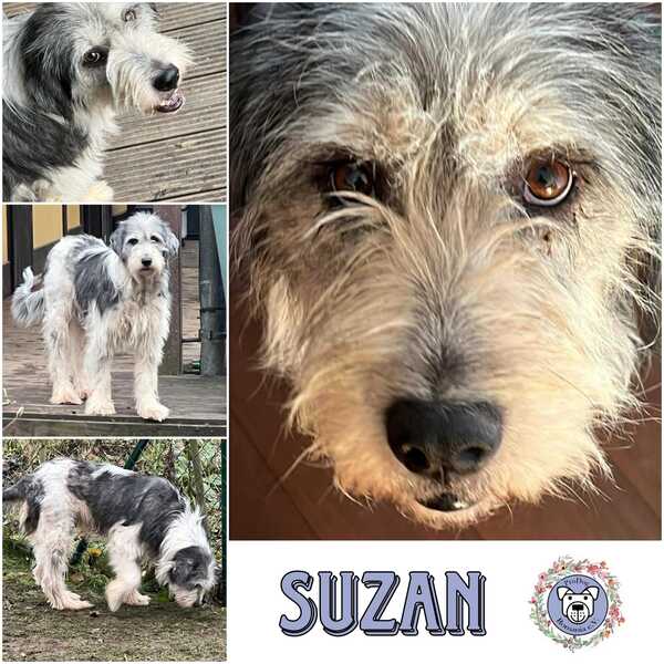 SUZAN (♀) in 92637 Weiden - vermittelt