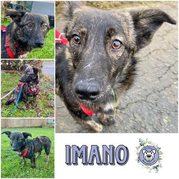IMANO (♂) in 54531 Pantenburg - vermittelt – Bild 5