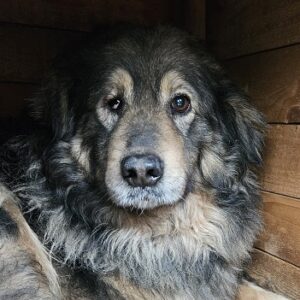 LOOM (♀) (♂) - Notfall - Verletzung Vorderpfote und Auge - sollte dringend reisen