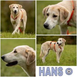 HANS (♂) in 63688 Gedern