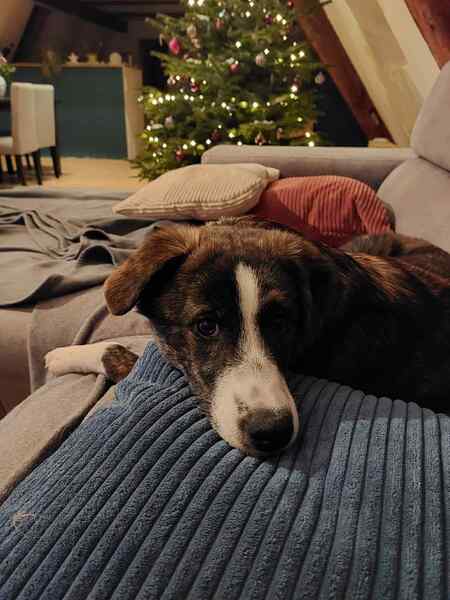 LLUNA (♀) in 91242 Ottensoos - vermittelt – Bild 9