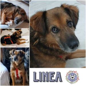 LINEA (♀) in 94572 Schöfweg