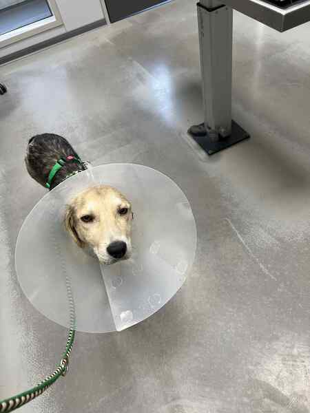 GRADY (♂) in 56566 Neuwied - vermittelt – Bild 2