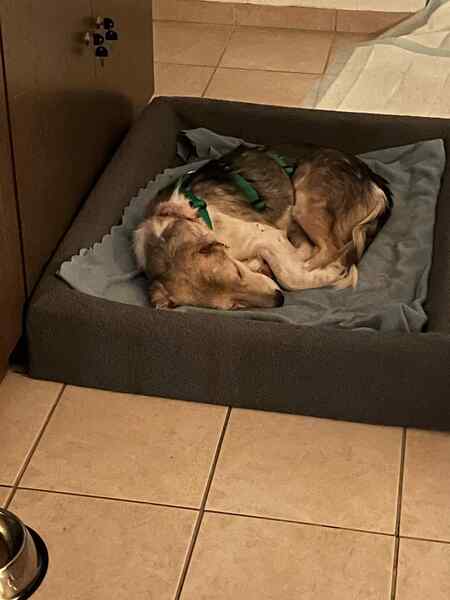 GRADY (♂) in 56566 Neuwied - vermittelt – Bild 3