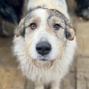 EKY (♂)