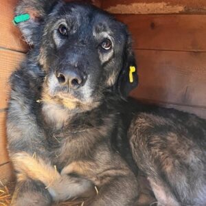 SIMBA (♂) - Notfall, Bisswunde in der Leiste!