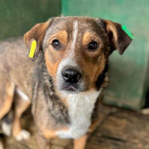 ISIDOR (♂) - NOTFALL! Darmvorfall operiert