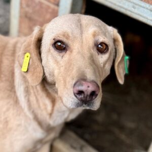 CAMILLE (♀) - reserviert Tierhilfe Lebenswert DR 02.10.26