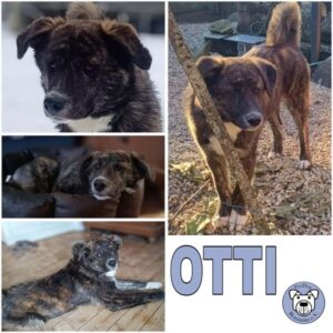 OTTI (♂) in 65620 Waldbrunn-Hausen