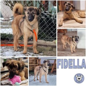 FIDELLA (♀) in 74214 Schöntal - vermittelt
