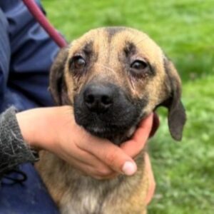TIVA (♀) reist auf Pflegestelle PLZ 21 - SE 11.05.