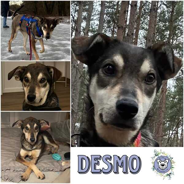DESMO (♂) in 12587 Berlin - vermittelt