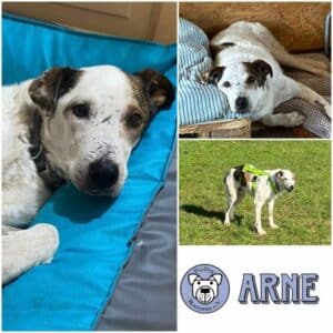 ARNE - Gnadenplatzhund seit dem 14.02.2026