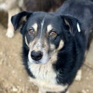 PEKE (♂) - seit 2023 im Shelter