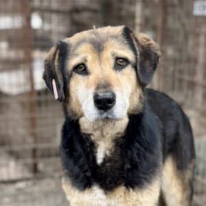 YLVA (♀) - auffälliges Gangbild - seit 2020 im Shelter