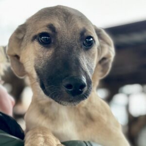 DIDI (♂) - ausgereist zum TST Rösrath (SAS)