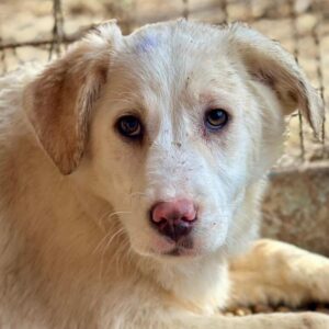 NELLIE (♀) - auf PS im PLZ Bereich 34 (MH)