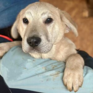 BACON (♂) - in Rumänien vermittelt 03/26